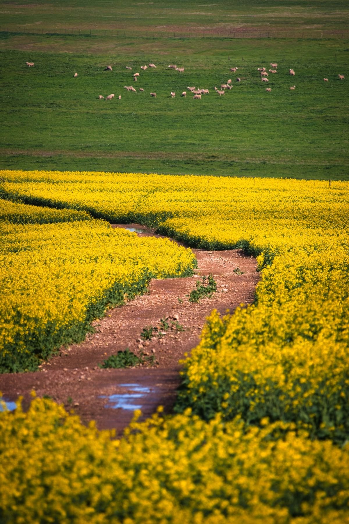 The Riebeek Valley near Riebeek Kasteel 7