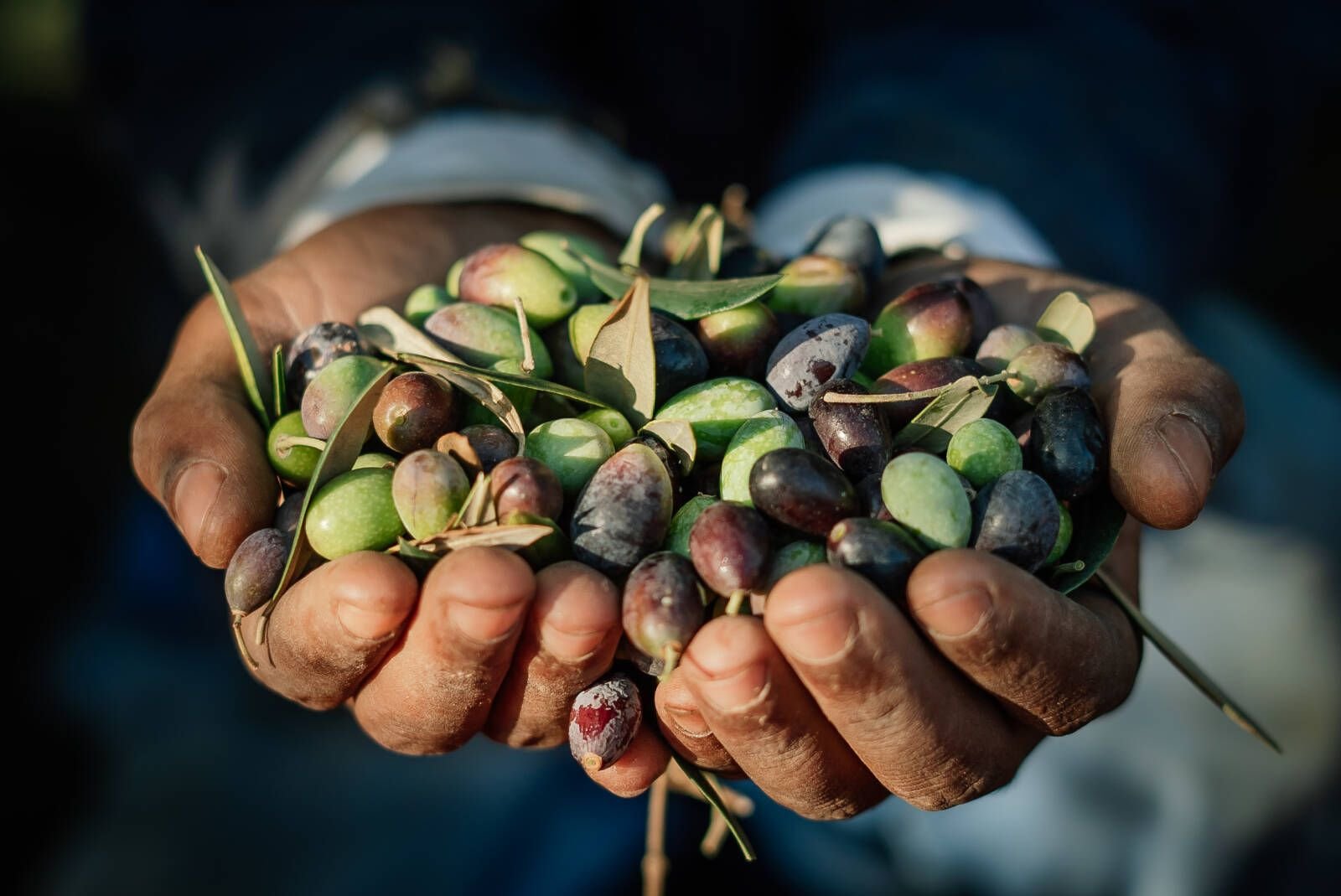 Olive country: something you will not find in every wine region